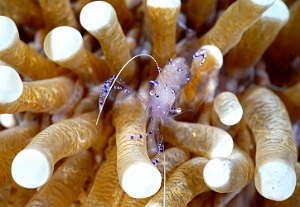 Raja Ampat 2019 - DSC07799_rc - Sarasvati anemone shrimp - Crevette sarasvati - Ancylomenes sarasvati